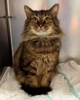 Domestic Medium Hair Cats Available for Adoption - Courdoroy | PetCurious