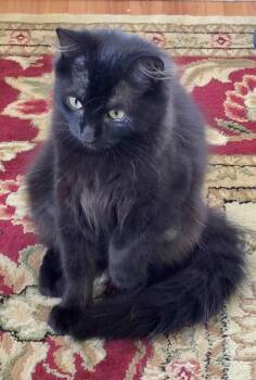 Sunflowet -  Domestic Medium Hair and Domestic Long Hair Cat for Adoption in Red Bank, New Jersey - Sunflowet | PetCurious