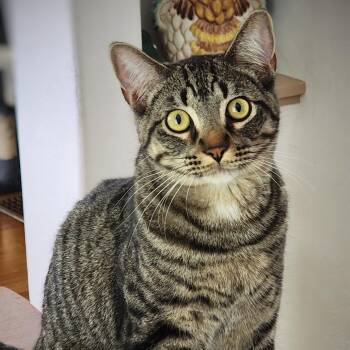 Jack -  Domestic Short Hair Cat for Adoption in Los Angeles, California - Jack | PetCurious