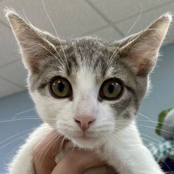 Rescue Domestic Short Hair Cats for Adoption in Greensboro, Georgia - Jojo | PetCurious