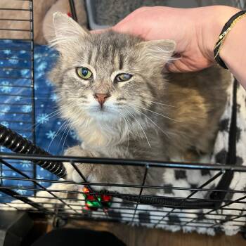 Domestic Long Hair and Maine Coon Cats Available for Adoption in Morristown, New Jersey - Doris | PetCurious