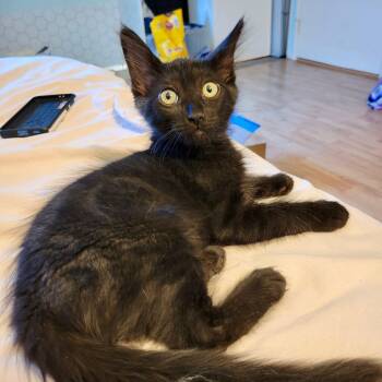 Yosemite -  Domestic Medium Hair Cat for Adoption in Irvine, California - Yosemite | PetCurious