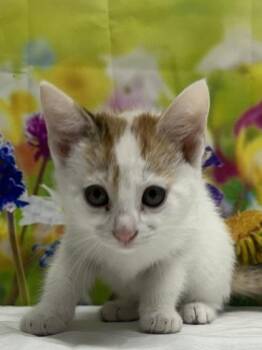 Domestic Short Hair Cats Available for Adoption in San Antonio, Texas - Dahlia | PetCurious
