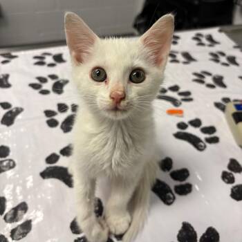 Bartok -  Domestic Short Hair Cat for Adoption in West Palm Beach, Florida - Bartok | PetCurious