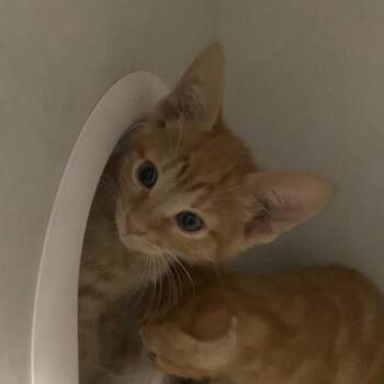 Domestic Short Hair Cats Available for Adoption in Dayton, Ohio - Mickey D | PetCurious