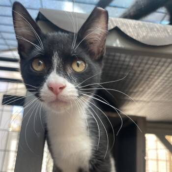 Rescue Domestic Short Hair Cats for Adoption in Long Beach, California - Mowgli | PetCurious