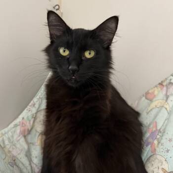 Poem (bonded w/ Lyric) -  Domestic Medium Hair Cat for Adoption in Oakland, California - Poem (bonded W/ Lyric) | PetCurious