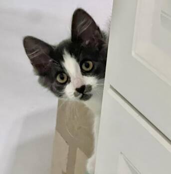 Evie (bonded with Emry) -  Tuxedo and Domestic Short Hair Cat for Adoption in Vaughan, Ontario - Evie (bonded With Emry) | PetCurious