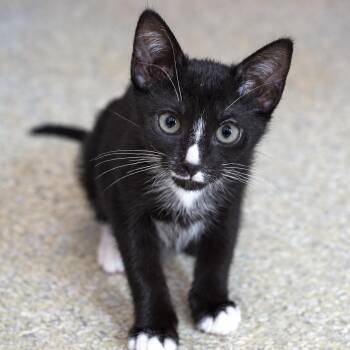 Boots -  Domestic Short Hair Cat for Adoption in Pontiac, Michigan - Boots | PetCurious
