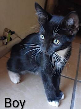 Mittens -  Domestic Short Hair Cat for Adoption in Redlands, California - Mittens | PetCurious