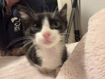 Mercedes -  Domestic Short Hair Cat for Adoption in College Station, Texas - Mercedes | PetCurious
