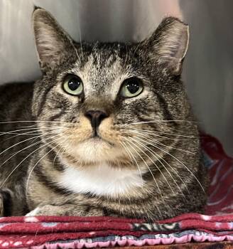 Mack -  Domestic Short Hair Cat for Adoption in Johnston, Rhode Island - Mack | PetCurious