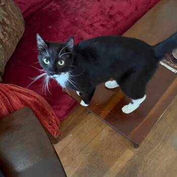 Rescue Domestic Short Hair Cats for Adoption in Los Angeles, California - Eloise | PetCurious