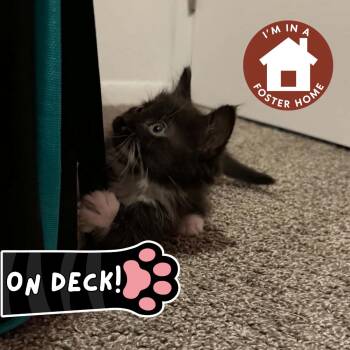 Theodore -  Domestic Medium Hair and Domestic Short Hair Cat for Adoption in Janesville, Wisconsin - Theodore | PetCurious