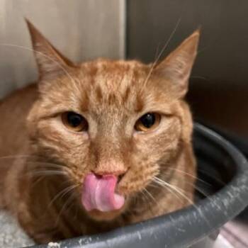 Domestic Short Hair Cats Available for Adoption in Honesdale, Pennsylvania - Nacho | PetCurious