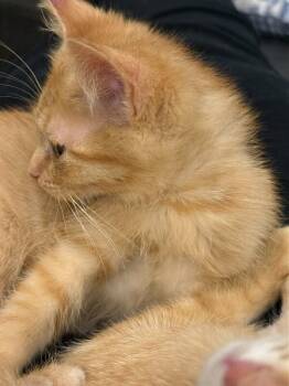 Domestic Short Hair Cats Available for Adoption in Fort Collins, Colorado - Forsythia | PetCurious