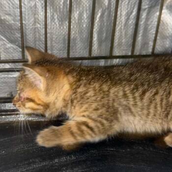 Domestic Short Hair Cats Available for Adoption in Stephenville, Texas - Jamaica Beach | PetCurious