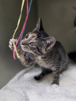 Bandit -  Domestic Short Hair Cat for Adoption in Westland, Michigan - Bandit | PetCurious
