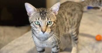 Rescue Tabby Cats for Adoption in Houston, Texas - Ragu | PetCurious