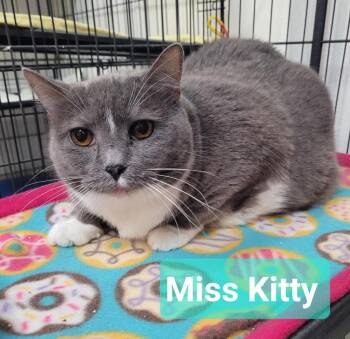American Bobtail Cats Available for Adoption - Miss Kitty | PetCurious