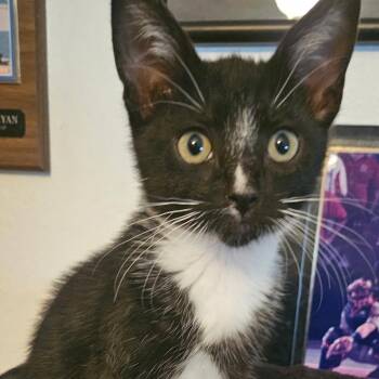Artemis -  Domestic Short Hair Cat for Adoption in Chino Hills, California - Artemis | PetCurious