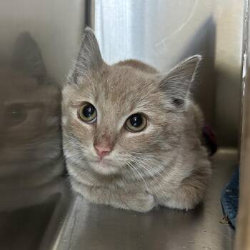 Domestic Short Hair Cats Available for Adoption - Felt | PetCurious