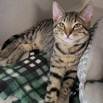Luffy -  Domestic Medium Hair Cat for Adoption in Washougal, Washington - Luffy | PetCurious