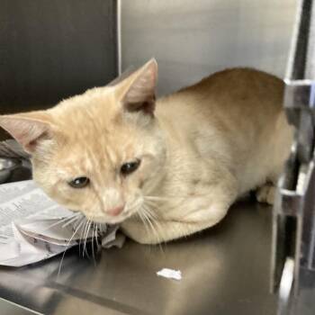 Orange Dream -  Domestic Short Hair Cat for Adoption in Galveston, Texas - Orange Dream | PetCurious