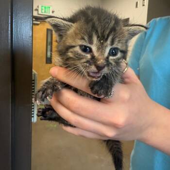 Sansa -  Domestic Short Hair Cat for Adoption in Columbiana, Alabama - Sansa | PetCurious