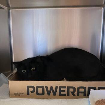 Rhyme -  Domestic Short Hair Cat for Adoption in Westminster, California - Rhyme | PetCurious