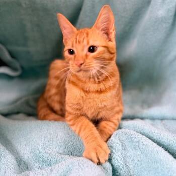 Clementine -  Domestic Short Hair Cat for Adoption in Columbus, Georgia - Clementine | PetCurious