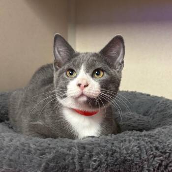 Smokey -  Domestic Short Hair Cat for Adoption in New York, New York - Smokey | PetCurious