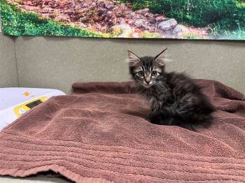 Rescue Domestic Medium Hair and Domestic Short Hair Cats for Adoption in Moreno Valley, California - A545352 | PetCurious