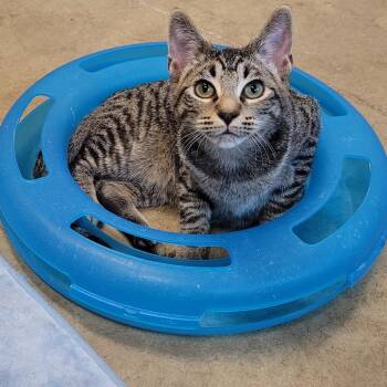 Falafel & Pita -  Domestic Short Hair Cat for Adoption in Eugene, Oregon - Falafel & Pita | PetCurious