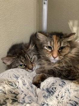 Domestic Medium Hair Cats Available for Adoption in Pierceton, Indiana - Mousse- BARN | PetCurious