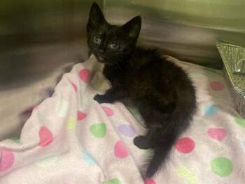 OATS -  Domestic Long Hair Cat for Adoption in Tustin, California - OATS | PetCurious