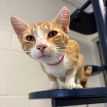 Audra -  Domestic Short Hair Cat for Adoption in Fairport, New York - Audra | PetCurious