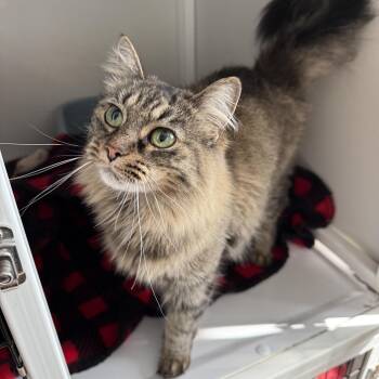 Ashes -  Domestic Medium Hair Cat for Adoption in Oconto, Wisconsin - Ashes | PetCurious