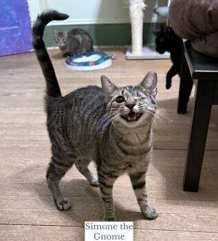 Simone the Gnome -  Domestic Short Hair Cat Available for Adoption in Berkeley Springs, West Virginia - Simone The Gnome | PetCurious