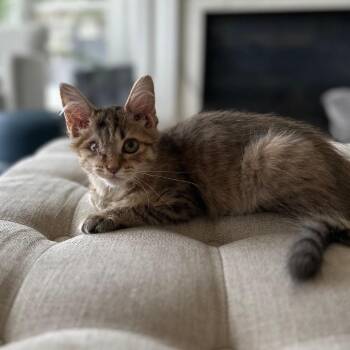 Eva Imani -  Domestic Long Hair Cat for Adoption in Madison, Wisconsin - Eva Imani | PetCurious