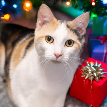 Rescue Domestic Short Hair Cats for Adoption in Camano, Washington - Mimi (w/ Mousse) | PetCurious