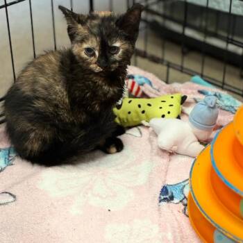 Happy Meal -  Domestic Short Hair Cat for Adoption in South Elgin, Illinois - Happy Meal | PetCurious