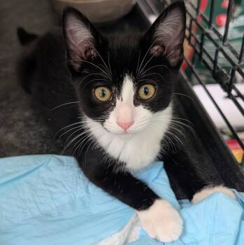 Loretta -  Domestic Short Hair Cat for Adoption in Louisa, Virginia - Loretta | PetCurious
