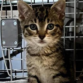 Kiddy Pool -  Domestic Short Hair Cat for Adoption in Chicago, Illinois - Kiddy Pool | PetCurious
