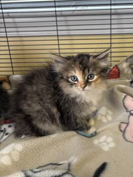 Holliewood -  Domestic Short Hair Cat for Adoption in Trenton, New Jersey - Holliewood | PetCurious