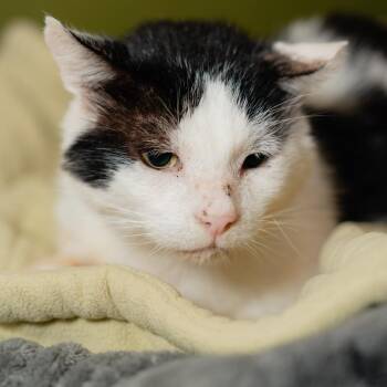 Kumquat -  Domestic Short Hair Cat for Adoption in Los Angeles, California - Kumquat | PetCurious