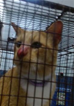 CHEESEBALL -  Domestic Short Hair Cat for Adoption in Doral, Florida - CHEESEBALL | PetCurious