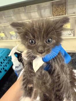Rescue Domestic Short Hair Cats for Adoption in Woodland, California - *MILO | PetCurious
