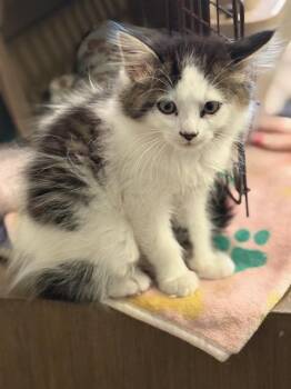 Rescue Domestic Medium Hair Cats for Adoption in Santa Cruz, California - Pricklepants | PetCurious