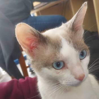 Baby -  Domestic Short Hair Cat Available for Adoption in Philadelphia, Pennsylvania - Baby | PetCurious